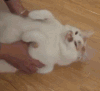 萌宠 猫咪 抱抱 呆萌 可爱