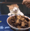 萌宠 猫咪 吃 呆萌 可爱