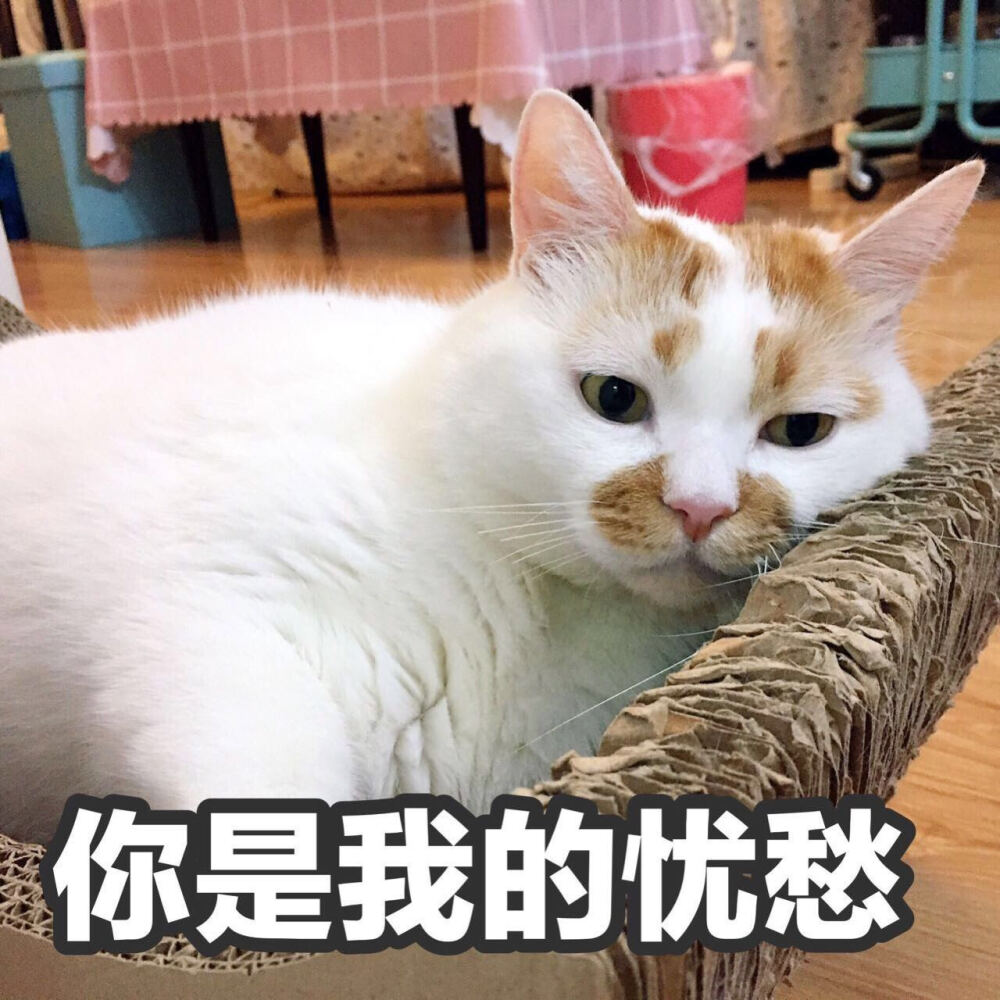 几把猫很担心你表情包图片