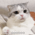 萌宠 猫咪 。。。 呆萌 可爱