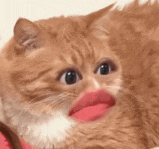 淑芬猫 猫咪 可爱 搞怪 抽象