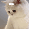 萌宠 猫咪 委屈 呆萌 可爱
