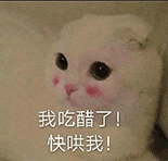 萌寵 貓咪 我吃醋了快哄我 呆萌 可愛