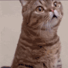 萌宠 猫咪 得瑟 呆萌 可爱