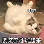 萌宠 猫咪 摔倒了 要亲亲才能起来 呆萌 可爱