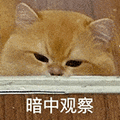 萌宠 猫咪 暗中观察 呆萌 可爱