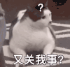 萌宠 猫咪 又关我事 呆萌 可爱