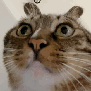 萌宠 猫咪 吃惊 呆萌 可爱