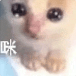萌寵 貓咪 咪 呆萌 可愛
