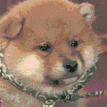 萌宠 狗狗 委屈 呆萌 可爱
