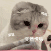 萌宠 猫咪 突然慌张 呆萌 可爱