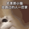 萌宠 猫咪 给你一巴掌 呆萌 可爱
