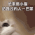 萌宠 猫咪 给你一巴掌 呆萌 可爱