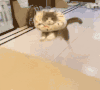萌宠 猫咪 冲 呆萌 可爱