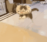萌宠 猫咪 冲 呆萌 可爱