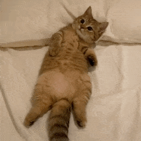 萌宠 猫咪 躺着 呆萌 可爱