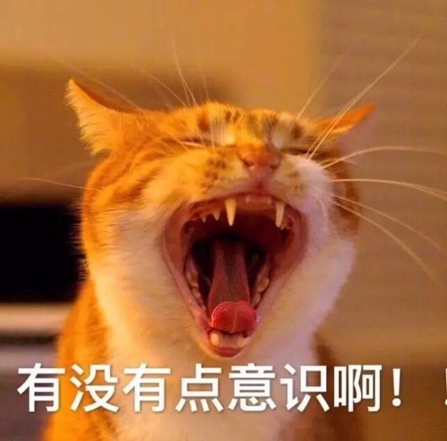 猫咪 喵星人 有没有点意识啊 搞笑 大叫