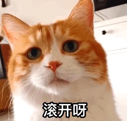 猫猫滚表情包图片