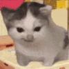 萌宠 猫咪 生气 呆萌 可爱