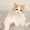 萌宠 猫咪 ？？？ 呆萌 可爱