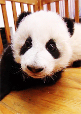 熊猫表情包手机壁纸图片