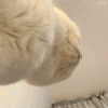 萌宠 猫咪 俯视 呆萌 可爱
