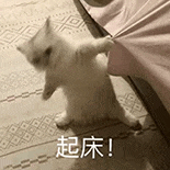 萌宠