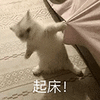 萌宠 猫咪 起床 呆萌 可爱