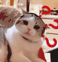 萌宠 猫咪 ？？？ 呆萌 可爱
