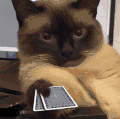 萌宠 猫咪 打牌 呆萌 可爱