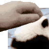 摸摸头 鬼畜 沙雕 搞笑 逗