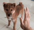 萌宠 狗狗 击掌 呆萌 可爱