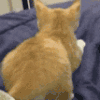 萌宠 猫咪 撒娇 呆萌 可爱