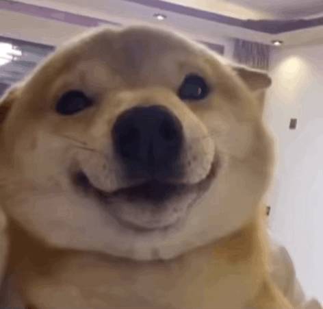 萌宠 狗狗 无语 呆萌 可爱