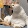 萌宠 猫咪 无辜 呆萌 可爱
