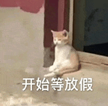 萌宠 猫咪 开始等放假 呆萌 可爱