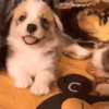 萌宠 狗狗 亲 呆萌 可爱