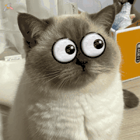 萌宠 猫咪 眼睛 呆萌 可爱