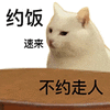 萌宠 猫咪 约饭不约走人 呆萌 可爱