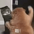 萌宠 猫咪 啪 呆萌 可爱