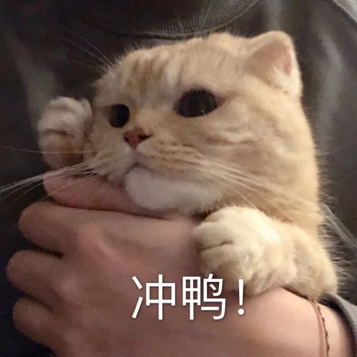 加油猫咪图片大全可爱图片