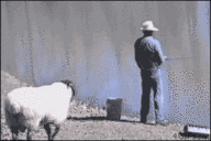 羊奔跑动图图片