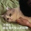 萌宠 猫星人 不努力 就会成为女人的玩物 呆萌 可爱