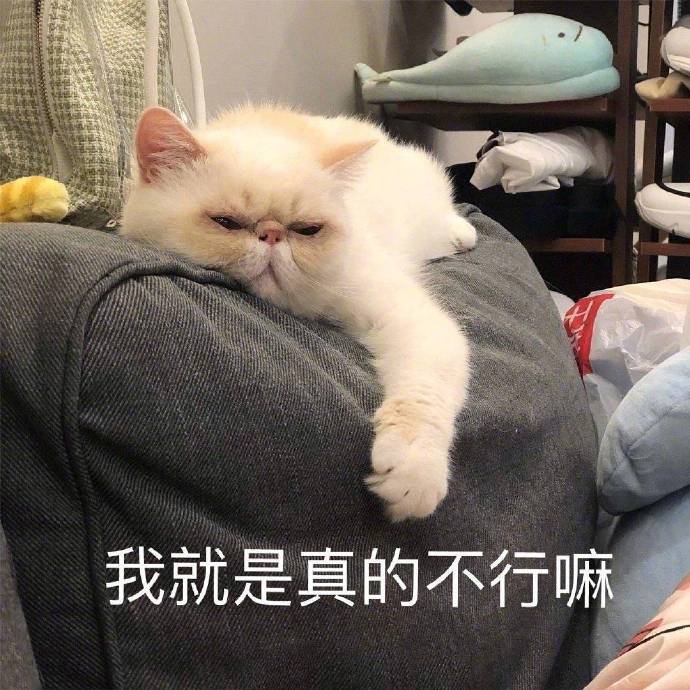 萌宠喵星人我就是不行嘛我真没用憨憨可爱gif动图_动态图_表情包下载