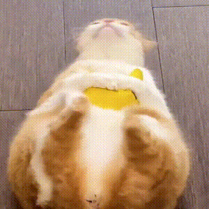 萌寵 貓咪 屁股 呆萌 可愛