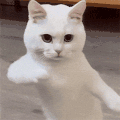 萌宠 猫咪 跳舞 呆萌 可爱