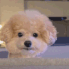 萌宠 狗狗 对视 呆萌 可爱