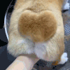 萌宠 狗狗 爱心 呆萌 可爱