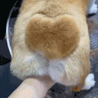 萌宠 狗狗 爱心 呆萌 可爱