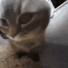 萌宠 猫咪 看 呆萌 可爱